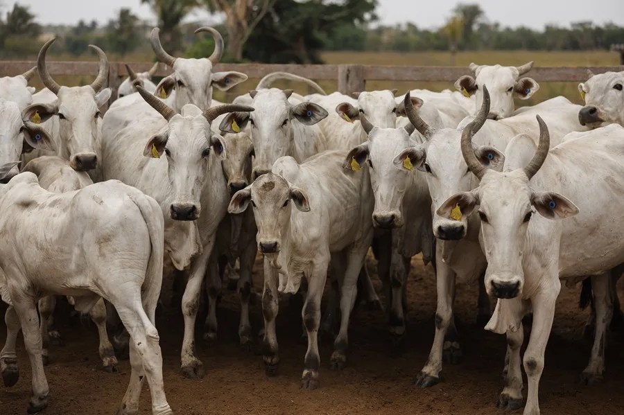 ECONOMIA BRASIL CRECE 2025