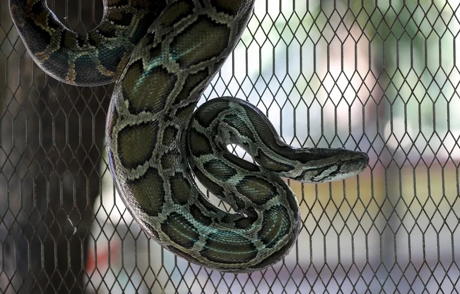 serpiente pitón metabolismo adelgazar perder peso