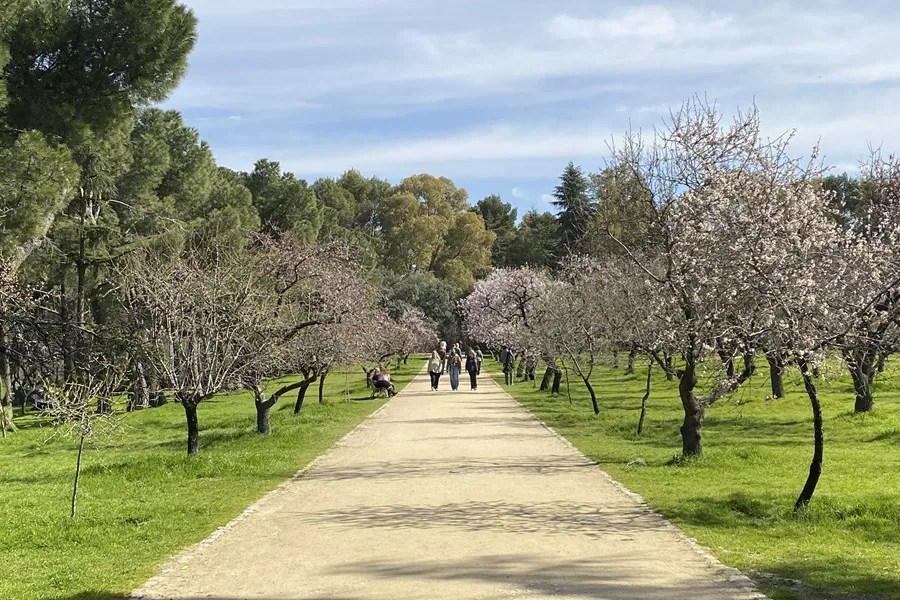 Floración de los cerca de tres mil almendros de la Quinta de los Molinos.