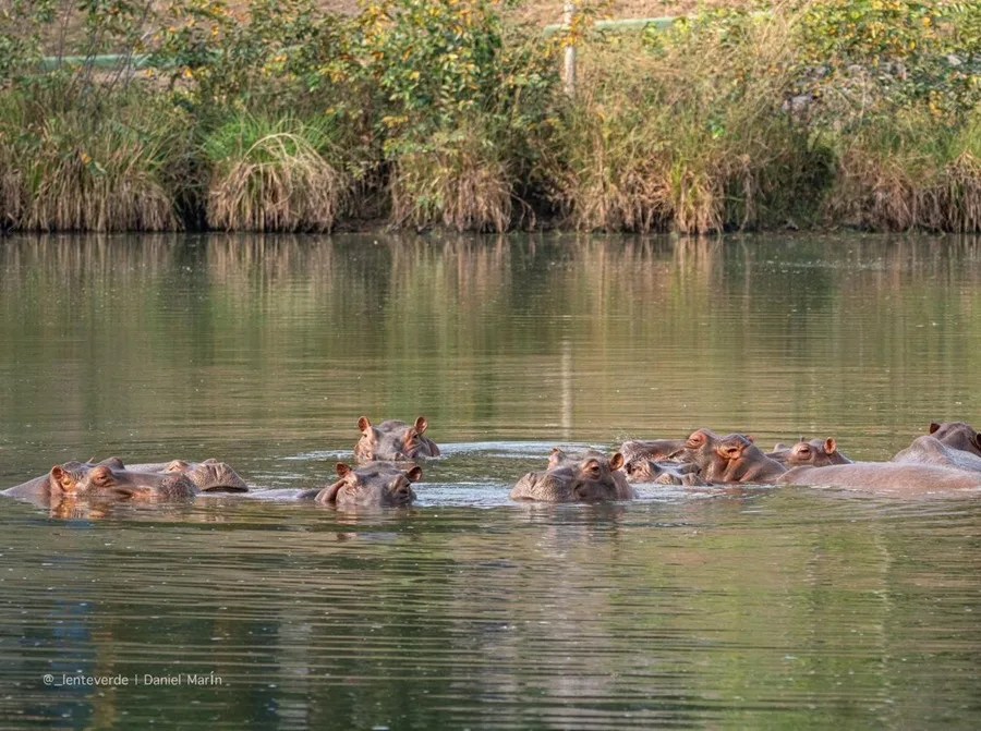 Hipopótamos de Colombia