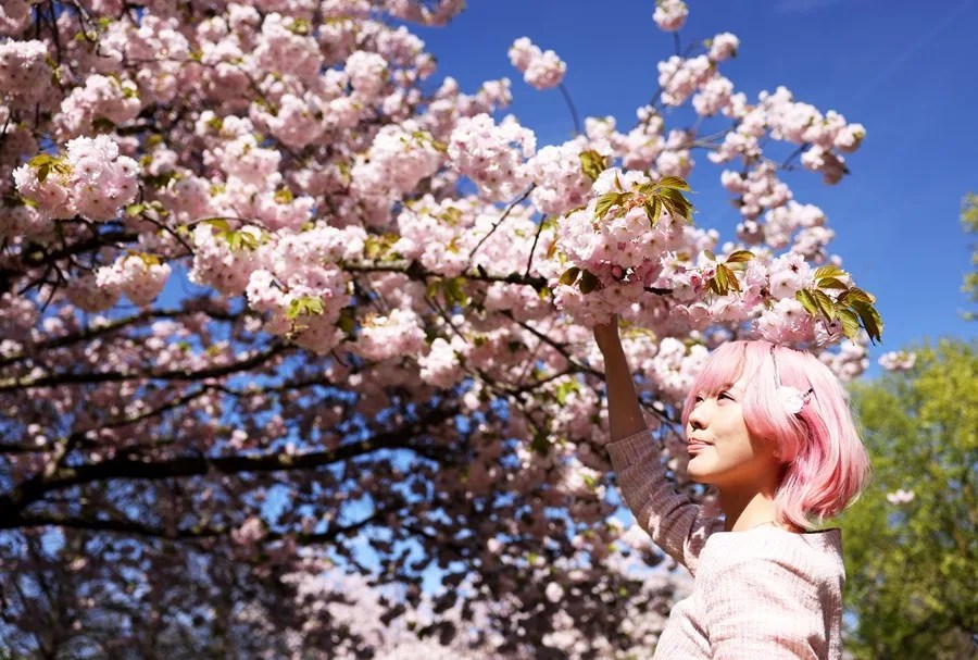Una mujer disfruta de los cerezos en flor