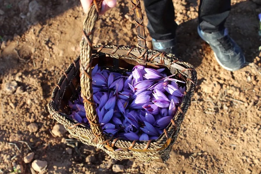 Recolección de azafrán.