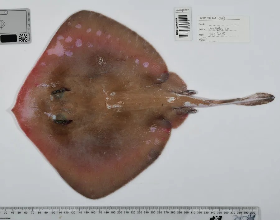 Más de 110 nuevas especies marinas han sido identificadas en las profundidades del Mar del Coral.