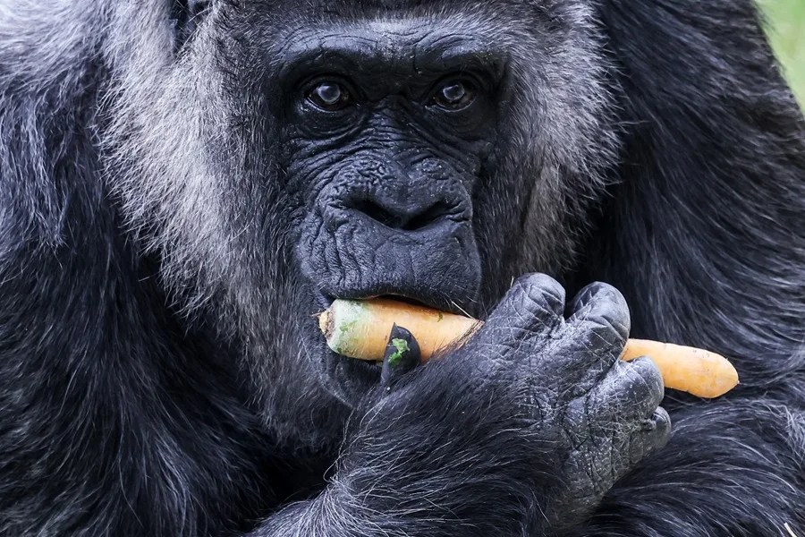 Fatou, la gorila hembra más longeva del mundo
