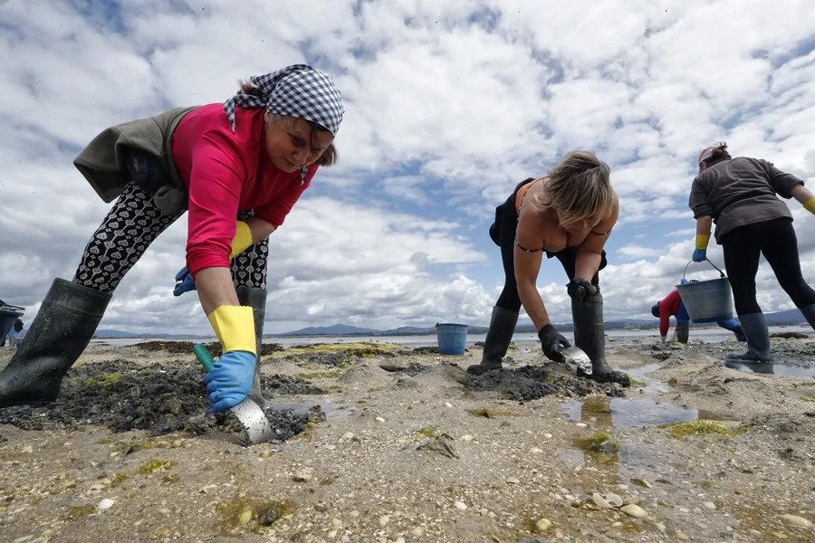 Mariscadoras de la cofradía de la Isla de Arousa faenan almeja en la playa del Parque Natural de Carreirón, en A illa de Arousa.