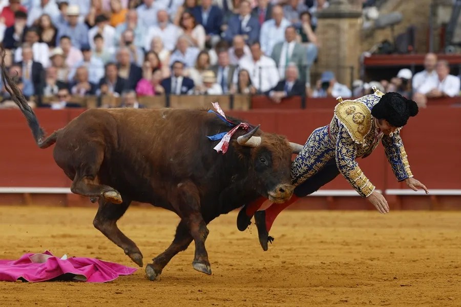 El torero Morante de la Puebla sufre una cornada