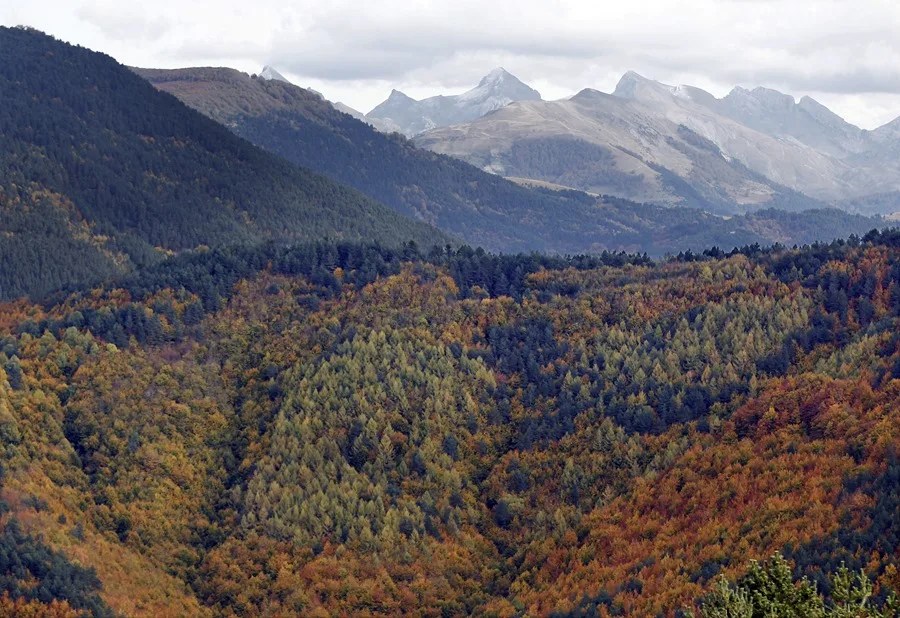 Vista de la Selva de Irati con los Pirineos de fondo