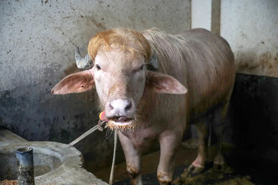 Un búfalo se encuentra en la granja agrícola Rabeya Agro Farm, en el distrito de Narayangonj, en las afueras de Dhaka, Bangladesh