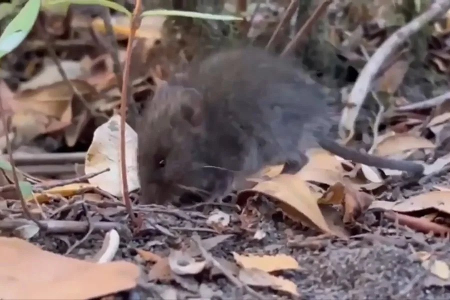 Colilargo, el ratón silvestre de Chile y Argentina que transmite la peligrosa cepa Andes