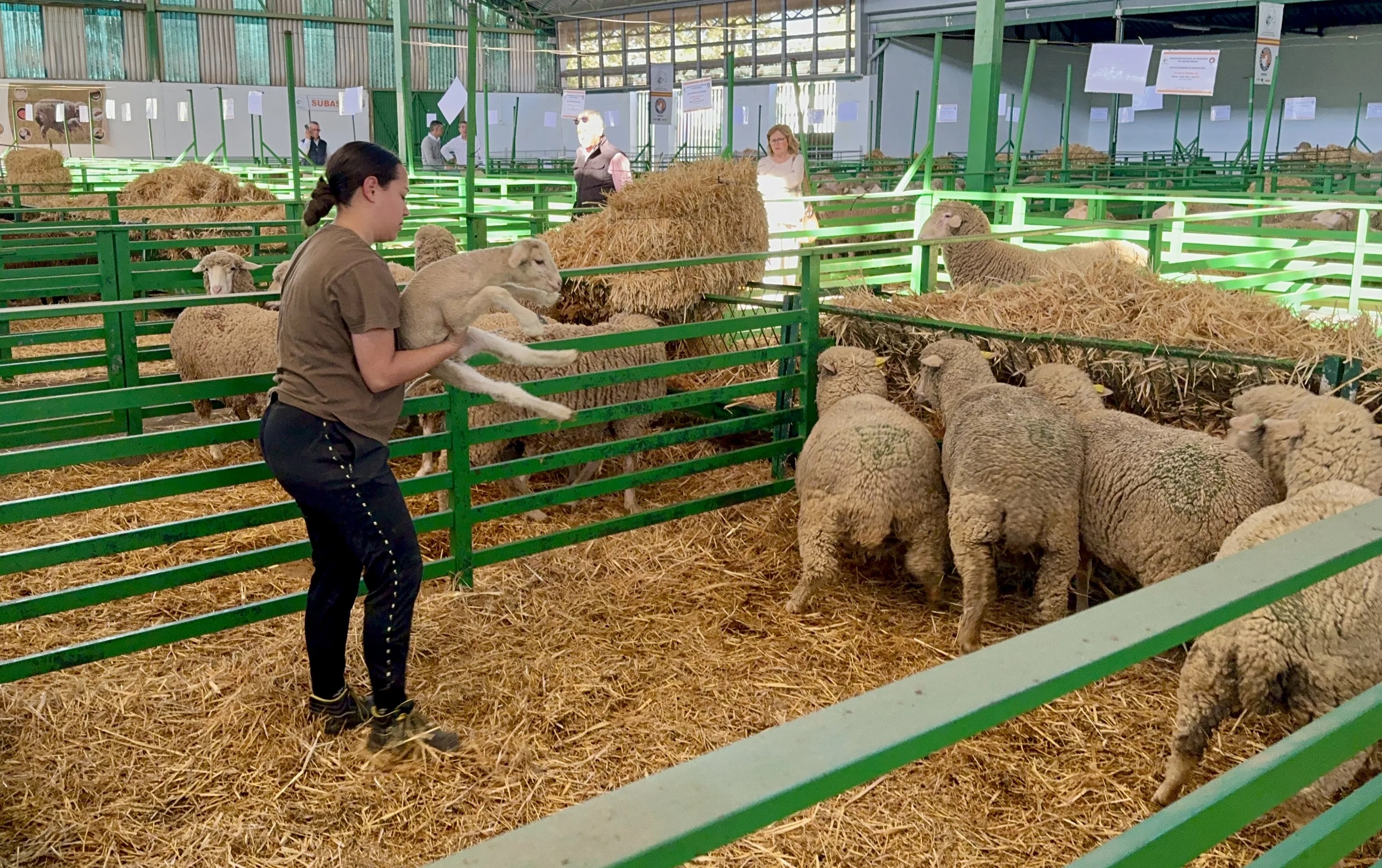 Rebaño ovino durante la última edición de la Feria Ganadera de Zafra. EFE/ Ana Picón