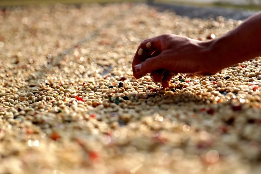 Brasil recogerá una cosecha récord de café en el 2026