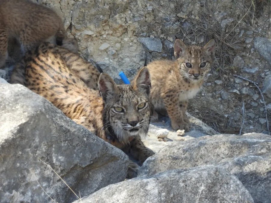 Cuatro cachorros componen la segunda camada de linces ibéricos en libertad nacidos en Lorca