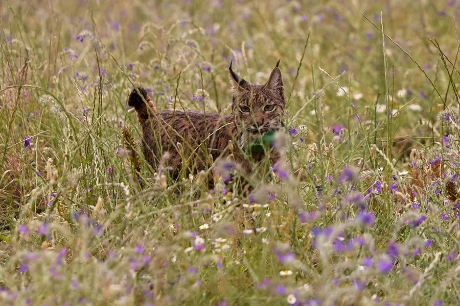 Imagen de archivo de un lince ibérico