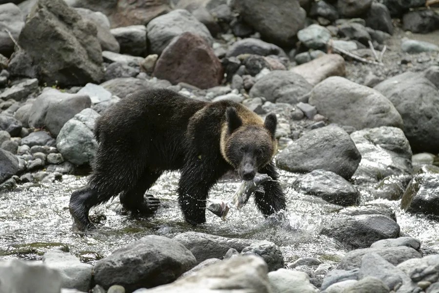 un joven oso pardo cazando un salmón que remonta un río en Shiretoko