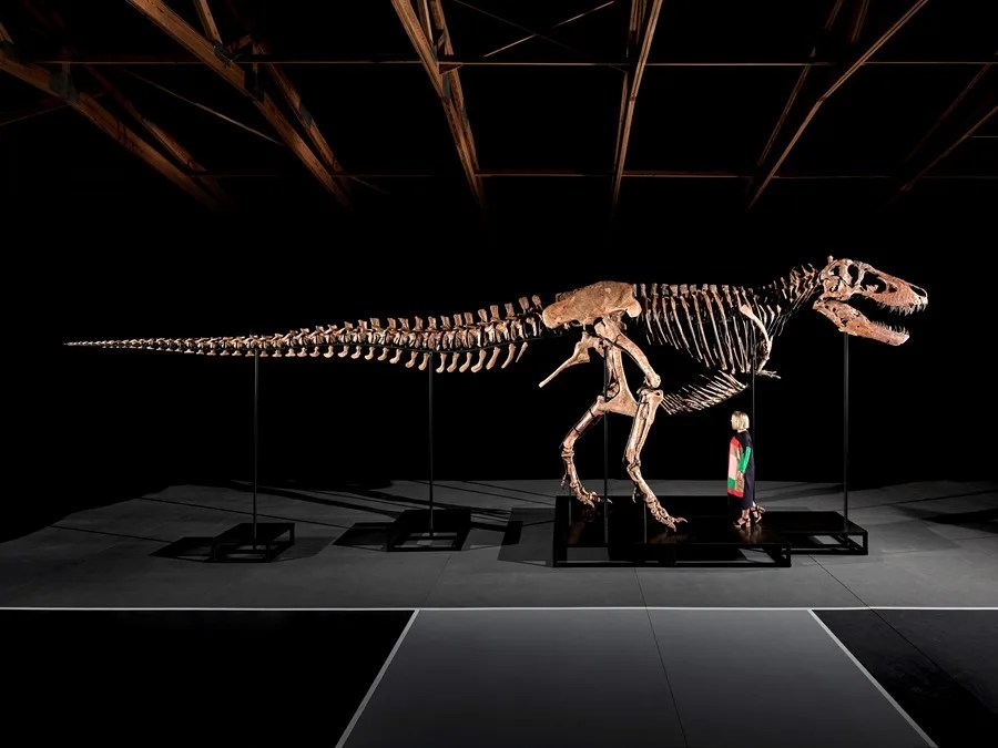 subasta T.rex