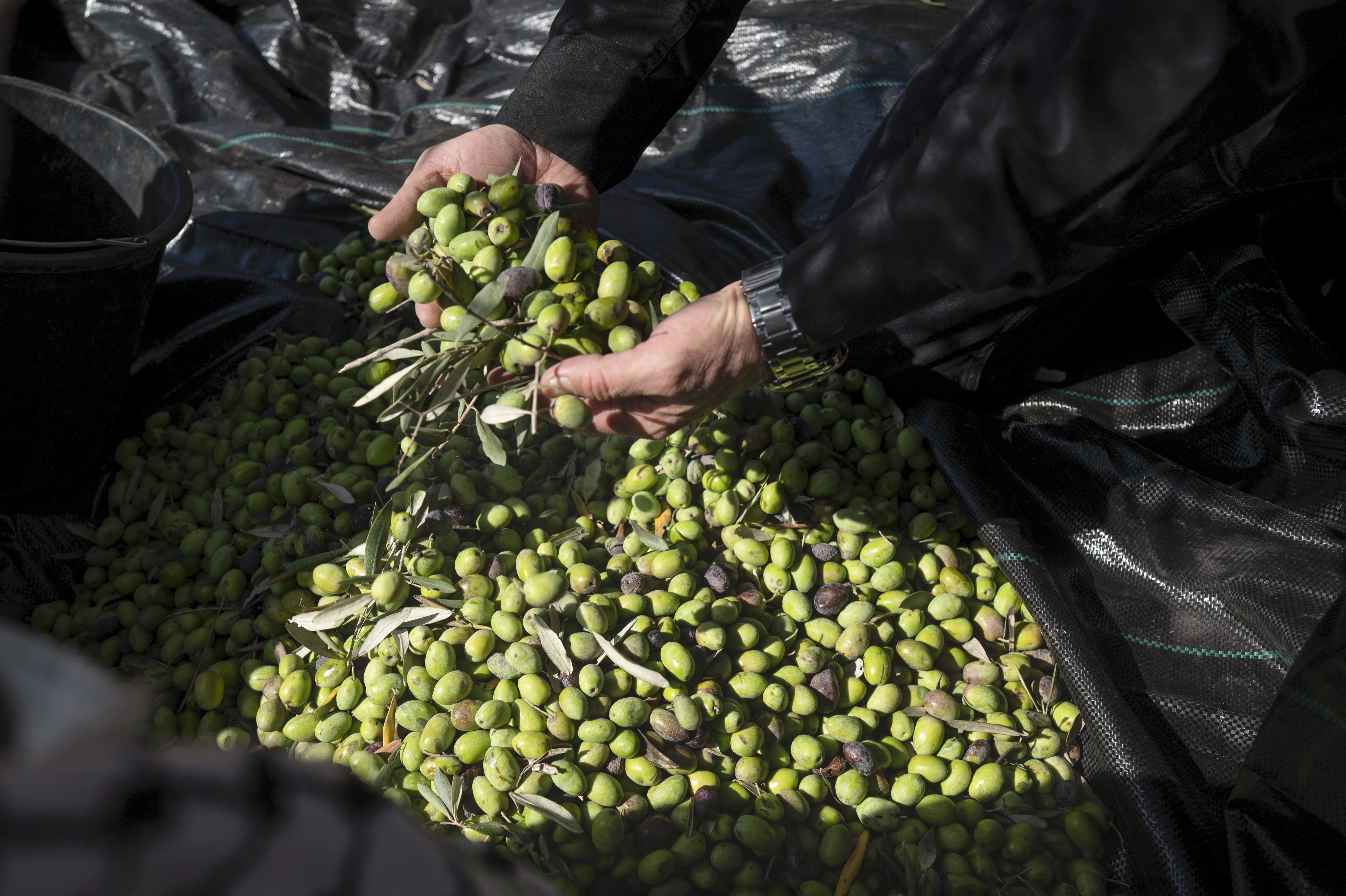 huesos aceituna