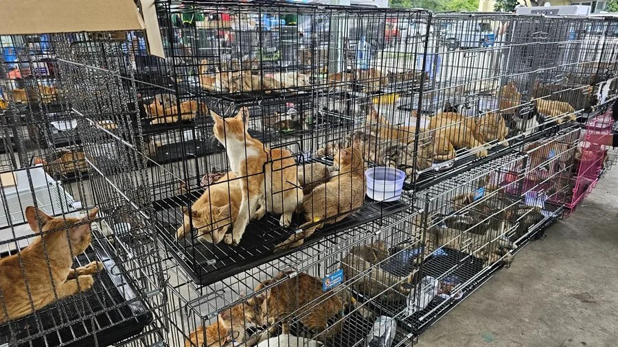 Cerca de 400 gatos rescatados en Vietnam