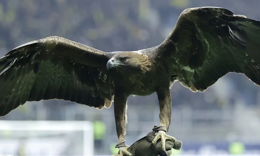 El águila real Atila extiende sus alas antes de un partido de fútbol de la Bundesliga.