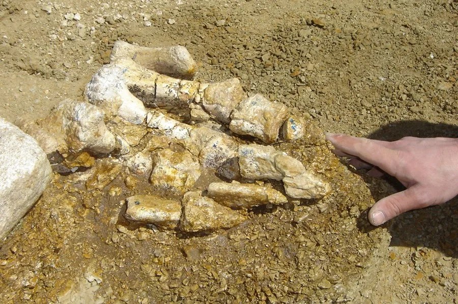 Imagen de archivo del detalle del pie izquierdo completo del dinosaurio conocido como "titanosaurio".