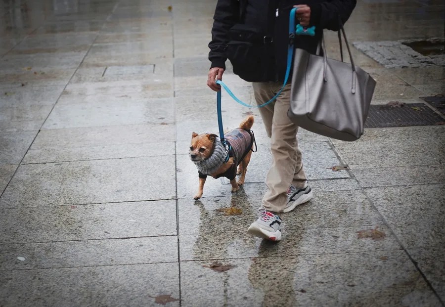 ANIMALES COMPAÑIA ESPAÑA