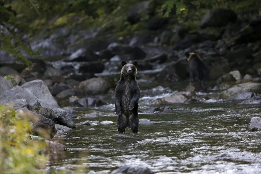 Imagen de un oso en Japón