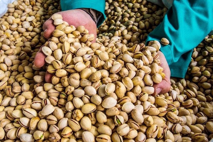 COSECHA MUNDIAL PISTACHO