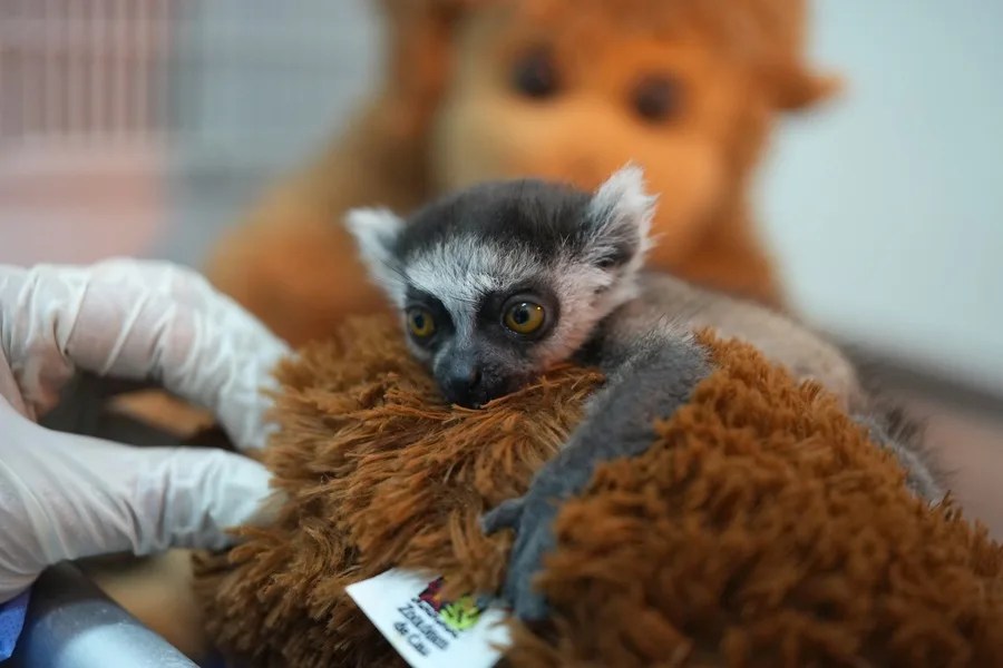 Aferrada a un peluche, una cría de lémur sale adelante en el suroeste de Colombia