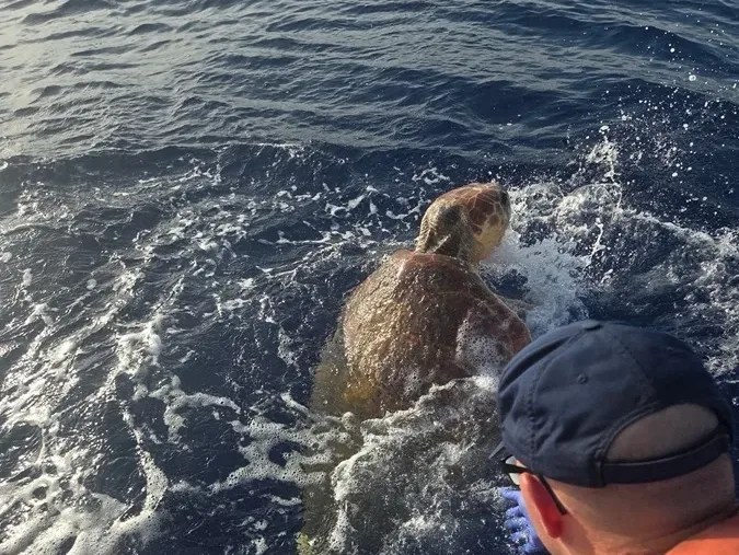 Una tortuga boba, una especie amenazada en Estados Unidos, fue rescatada por la Guardia Costera cuando nadaba de forma errática en los Cayos de Florida y permanece ingresada en un centro especializado, donde los veterinarios analizan su estado de salud.