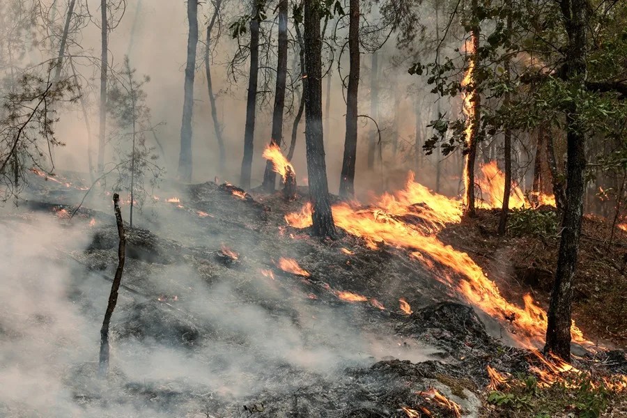 El incendio de Fontainebleau está "contenido"