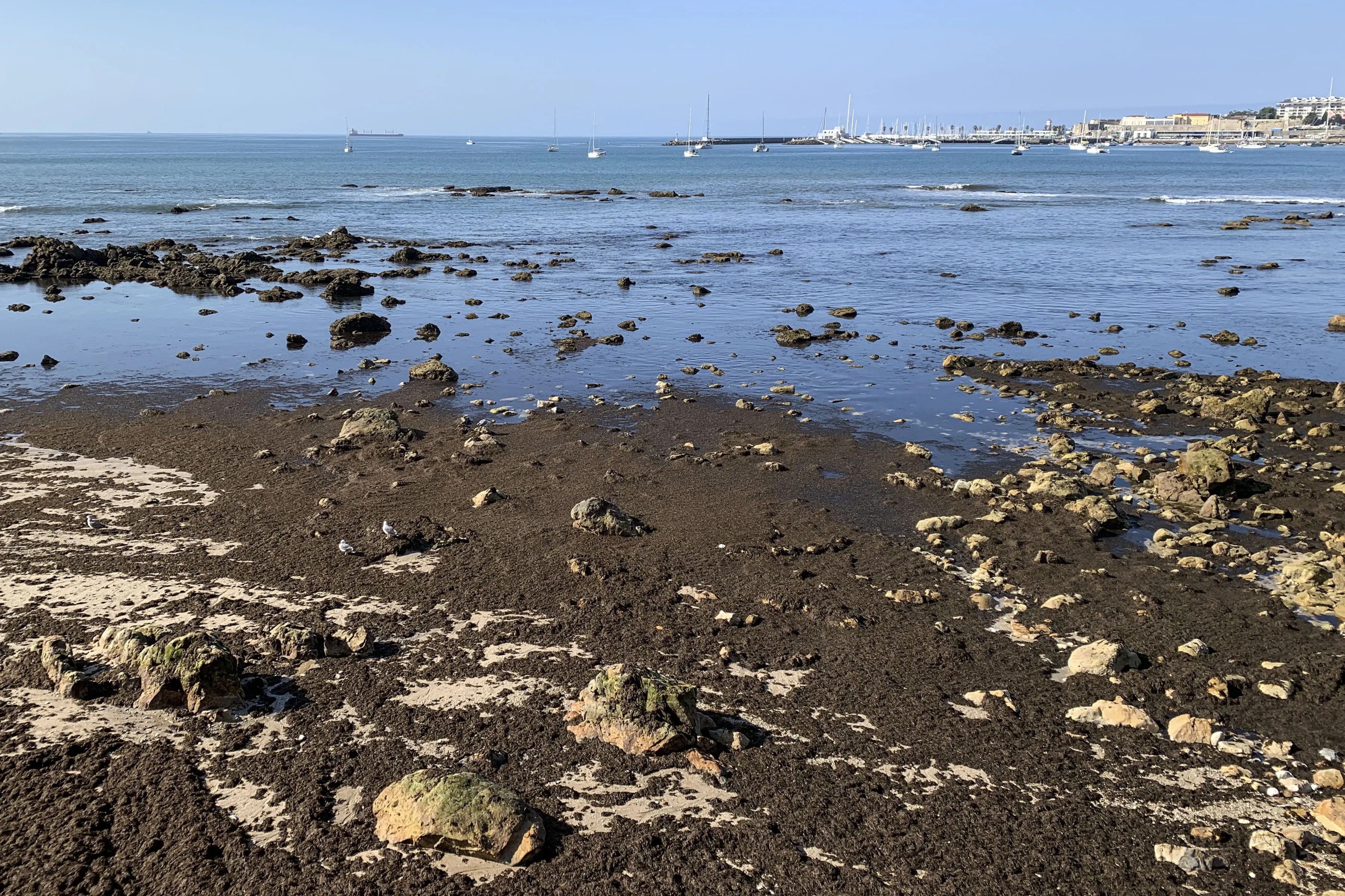 alga invasora