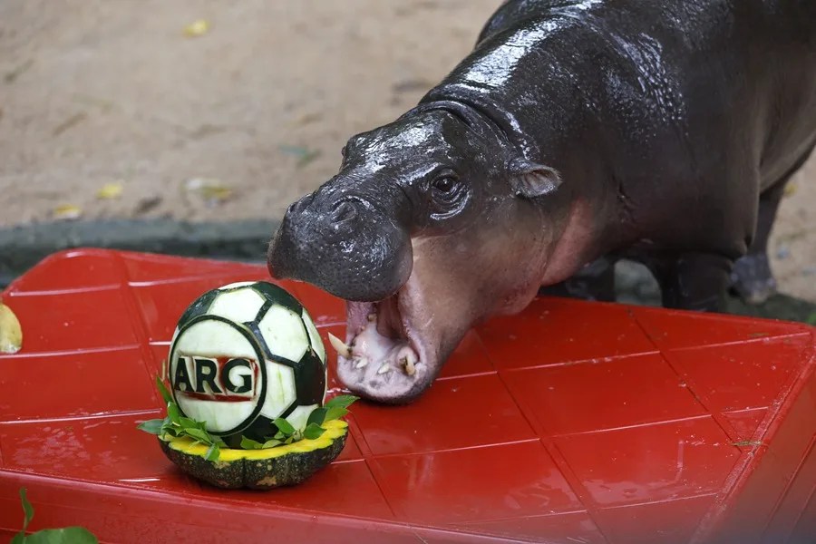Moo Deng, una hembra de hipopótamo pigmeo de dos años, come una sandía tallada con forma de balón de fútbol y decorada con la bandera nacional de Argentina