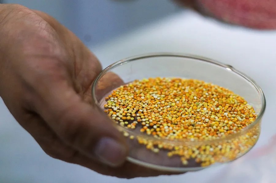 Un estudio destaca el mayor contenido de fibra y minerales de la quinua real de Bolivia frente a otras variedades