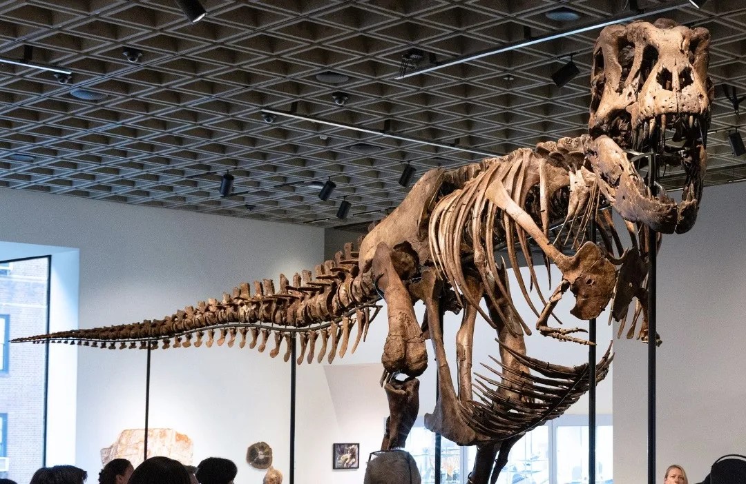 Un esqueleto de T. Rex se vende por un récord de 50,1 millones de dólares en subasta en Nueva York