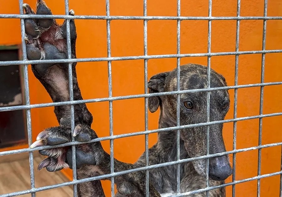Un galgo en el Centro Asociación ALBA