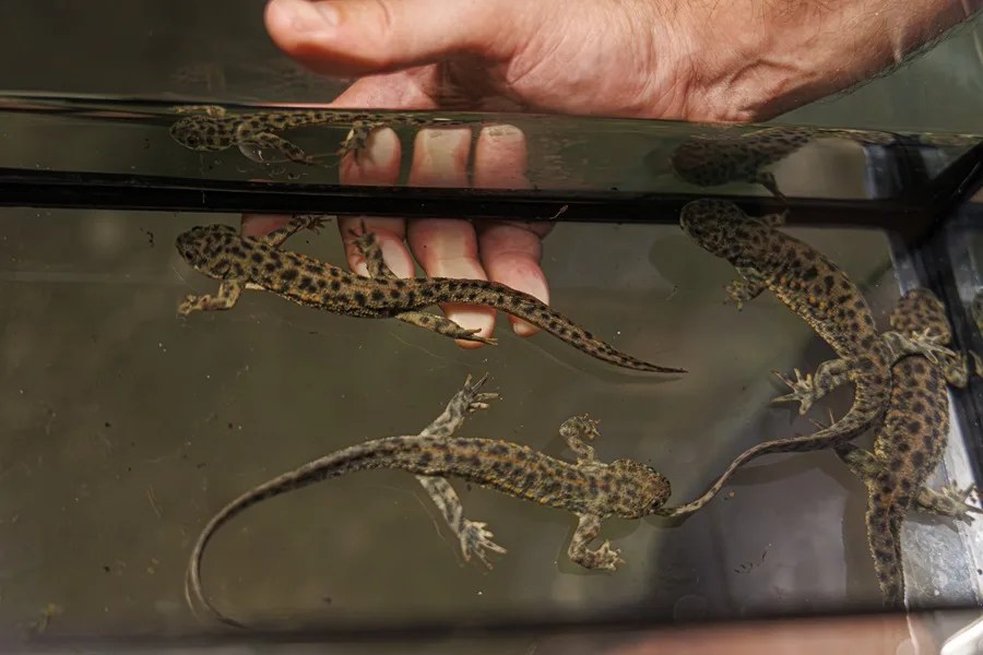 Detalle de varios ajolotes antes de ser soltados en su hábitat en el Acuario de Zaragoza,