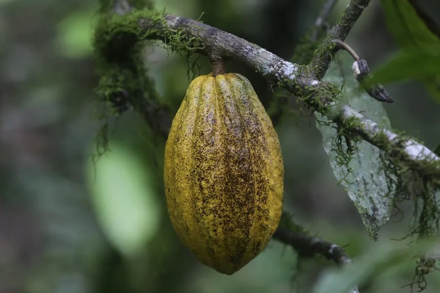 CACAO DIA MUNDIAL