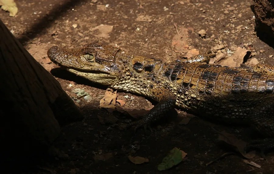 Imagen de archivo de un Caimán juvenil (Caimán crocodilus)