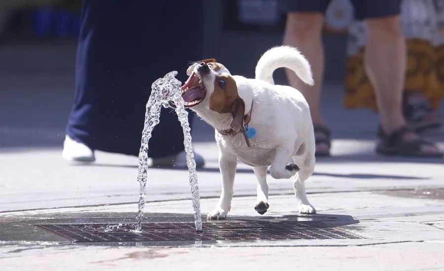 Un perro se refresca en una de las fuentes de la ciudad de Córdoba.