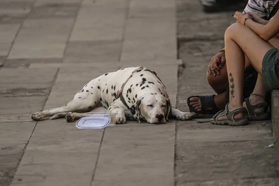 Un perro rendido por el calor dormita en el Patio de los Naranjos de la Mezquita-Catedral de Córdoba