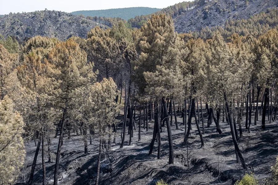 Imagen del incendio forestal de Guadalajara.
