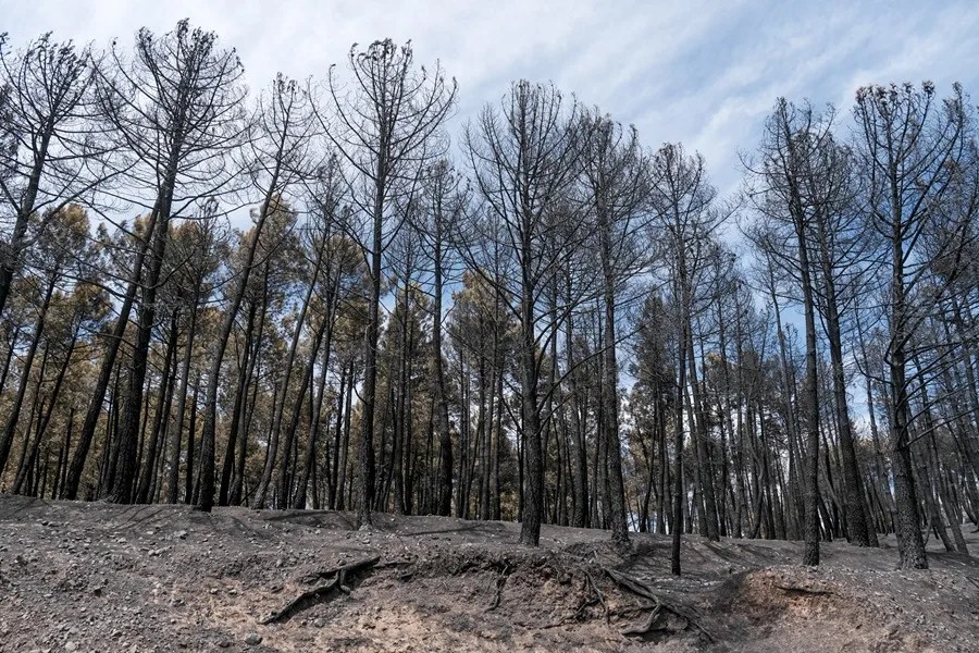 El incendio que se inició el pasado jueves en La Mierla, en la Sierra Norte de Guadalajara