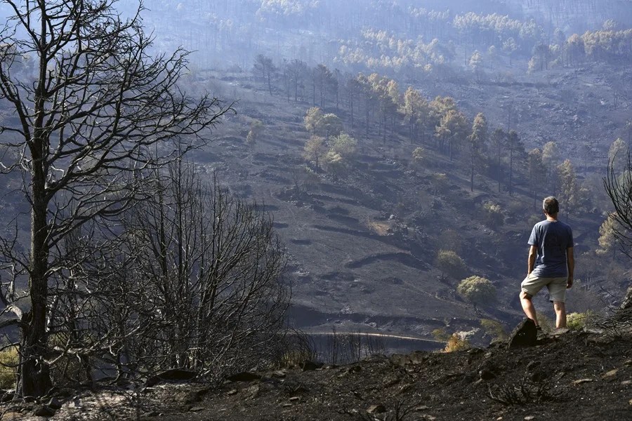 Un hombre observa uno de los pinares arrasados por el incendio de Burgohondo (Ávila) en el Parque Natural del Valle de Iruelas.