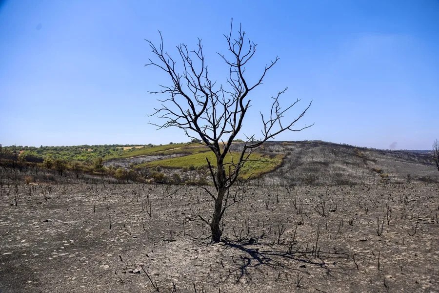 Incendio forestal en Fermoselle (Zamora), este jueves.