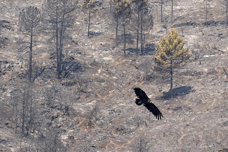 Un buitre sobrevuela este martes una de las zonas arrasadas por el incendio de Burgohondo en el Parque Natural del Valle de Iruelas.