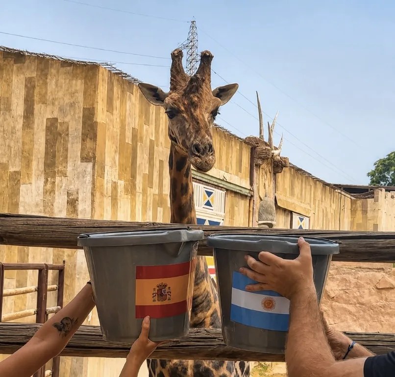 La jirafa Fali, uno de los animales más emblemáticos del zoológico Terra Natura de Murcia, ha vuelto a pronunciarse sobre el Mundial de fútbol masculino