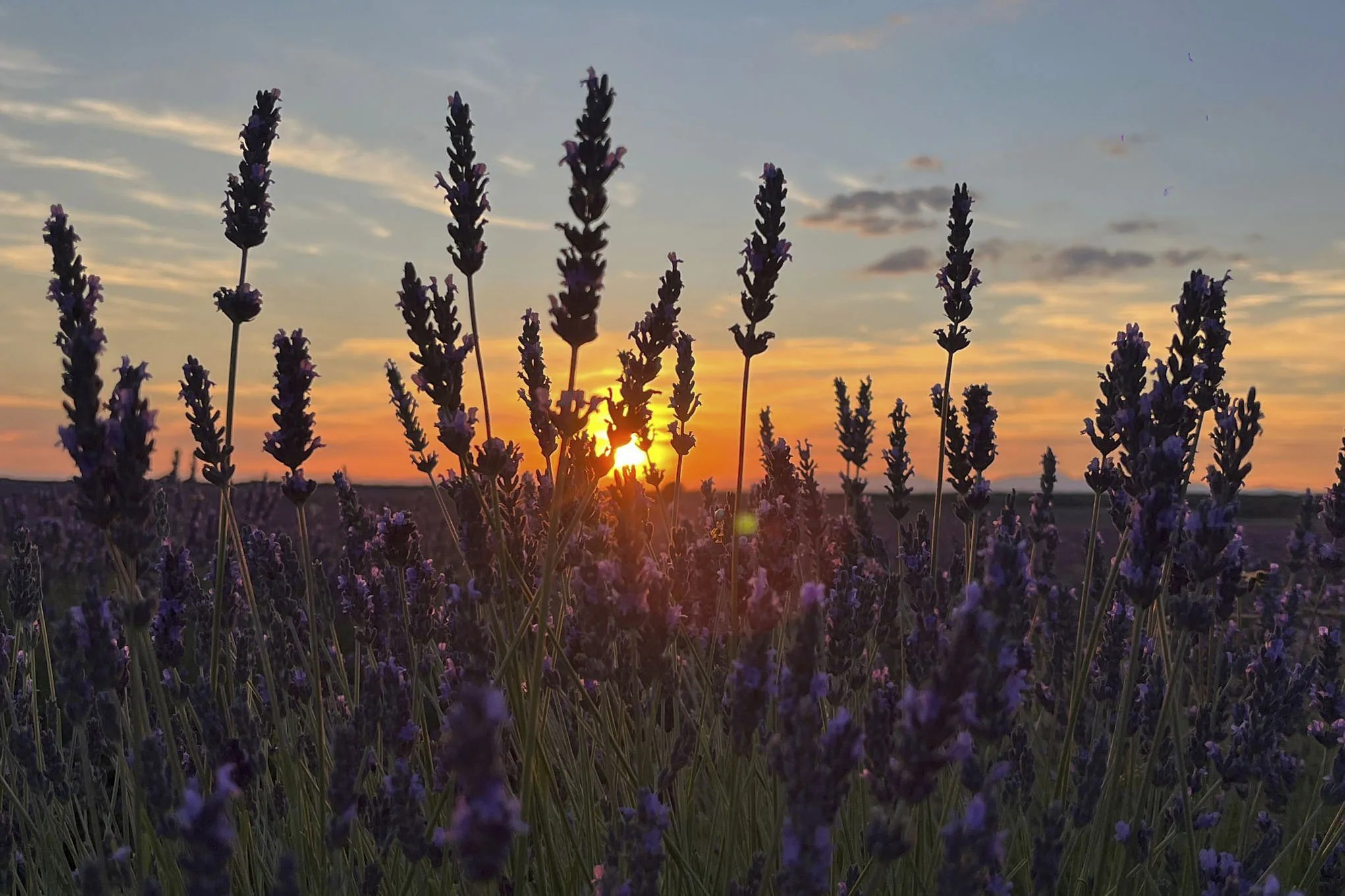 campo de lavanda de Brihuega