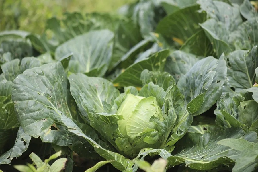 Taylor Farms retira de Estados Unidos toda su lechuga iceberg producida en México por ciclosporiasis