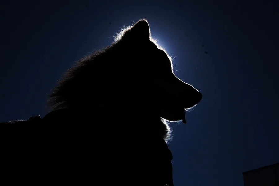 Fotografía de un perro