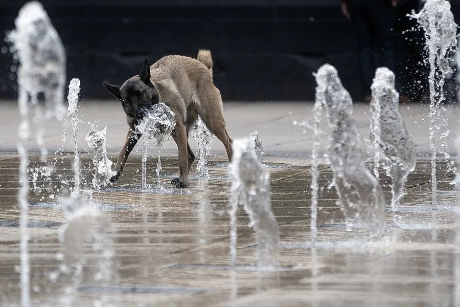 GOLPES CALOR PERROS