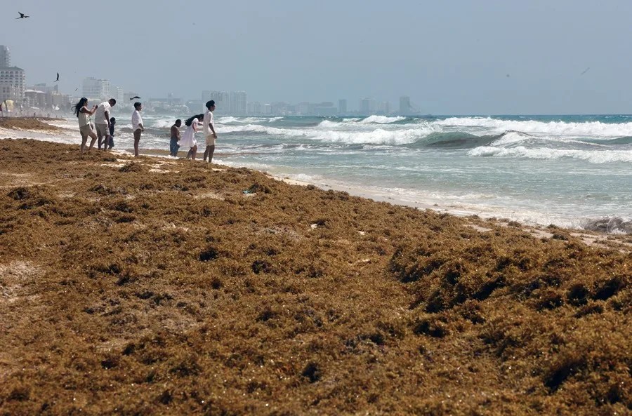 México invertirá 115 millones de dólares para reforzar el combate al sargazo en el Caribe